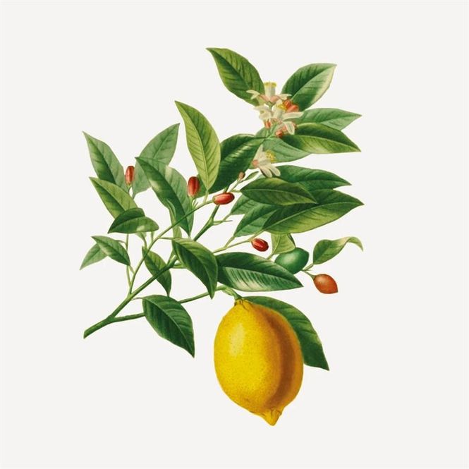 Hovedbilde Panier Des Sens Essentials Såpe provence 150g