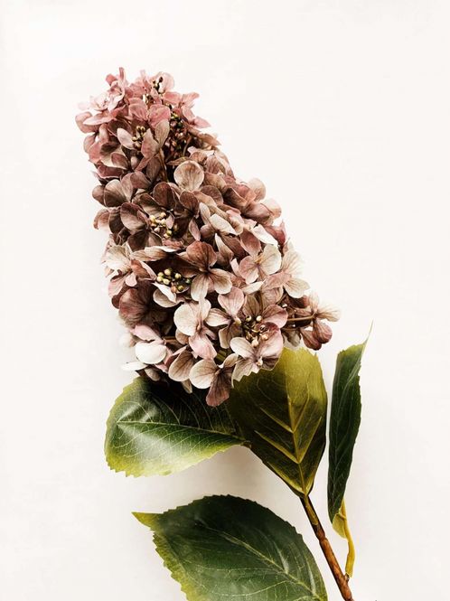 Hovedbilde Syrinhortensia 83 cm støvet lilla