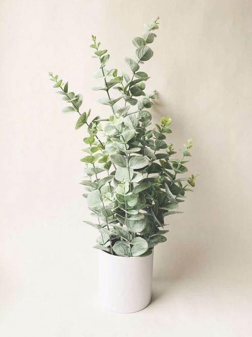 Hovedbilde Eucalyptus H 65 Cm