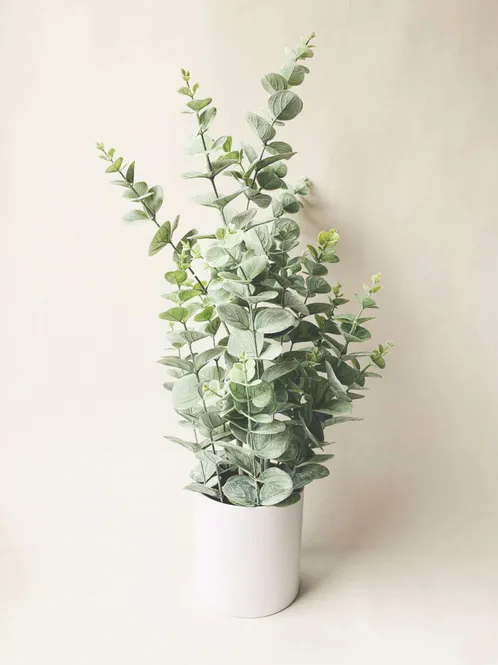 Hovedbilde Eucalyptus H 65 Cm